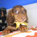 Coyote Dachshund 01