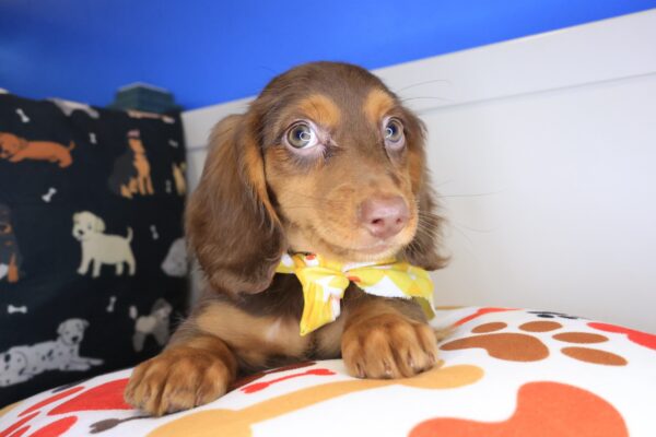 Coyote Dachshund 01