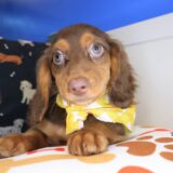 Coyote Dachshund 03
