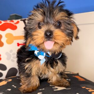 Cuddles Yorkshire Terrier 01 Cuddles Yorkshire Terrier 01