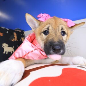 Dallas Shiba Inu 01 Dallas Shiba Inu 01