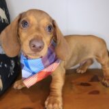 Daphne Dachshund 01