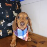 Daphne Dachshund 03