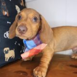 Daphne Dachshund 04