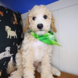 Diablo Bichapoo 03