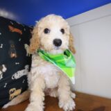 Diablo Bichapoo 04