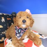 Diary Goldendoodle 01