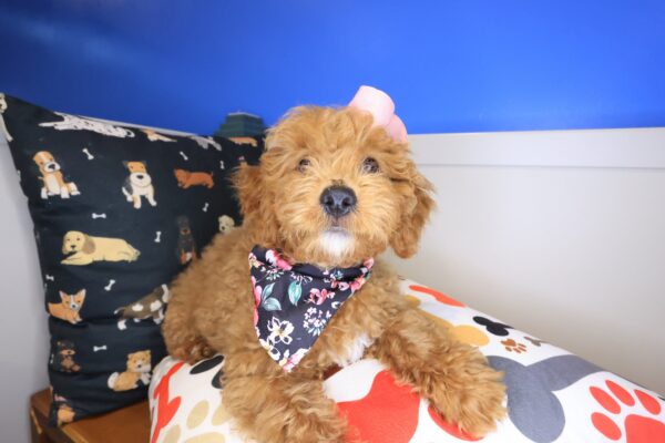 Diary Goldendoodle 01