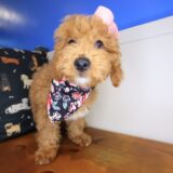 Diary Goldendoodle 02
