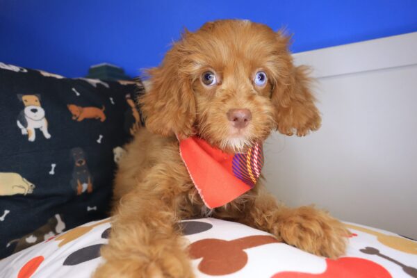 Dodger Cavapoo 01