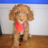 Dodger Cavapoo 02