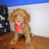 Dodger Cavapoo 04