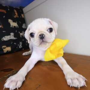 Dolce Pug 01 Dolce Pug 01