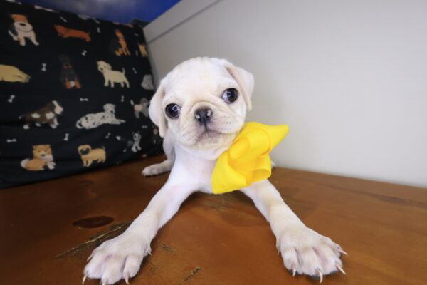 Dolce Pug 01