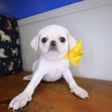 Dolce Pug 02