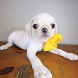 Dolce Pug 03