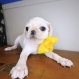 Dolce Pug 04