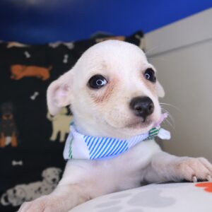 Dot Chihuahua 01 Dot Chihuahua 01
