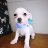 Dot Chihuahua 02