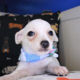 Dot Chihuahua 03