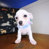 Dot Chihuahua 04
