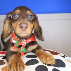 Drago Dachshund 01
