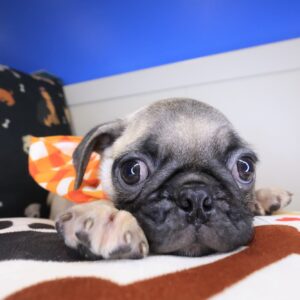 Duncan Pug 01