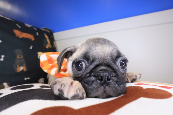 Duncan Pug 01