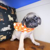 Duncan Pug 02
