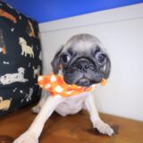 Duncan Pug 03