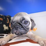Duncan Pug 04