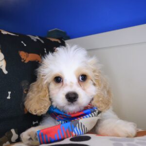 Dwayne Cavapoo 01 Dwayne Cavapoo 01