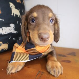 Dwayne Dachshund 01 Dwayne Dachshund 01