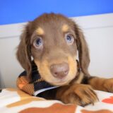 Dwayne Dachshund 02