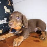 Dwayne Dachshund 03