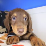 Dwayne Dachshund 04