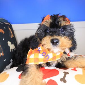 Eira Cavapoo 01 Eira Cavapoo 01