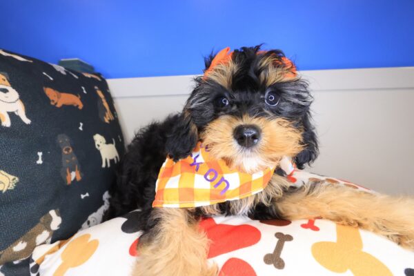 Eira Cavapoo 01