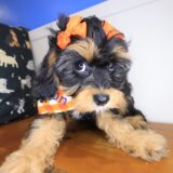Eira Cavapoo 03