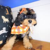 Eira Cavapoo 04