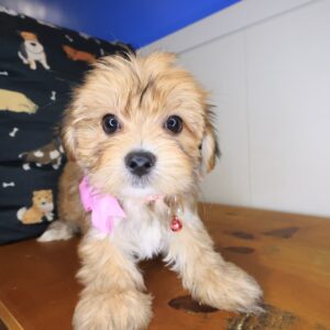 Eliza Morkie 01