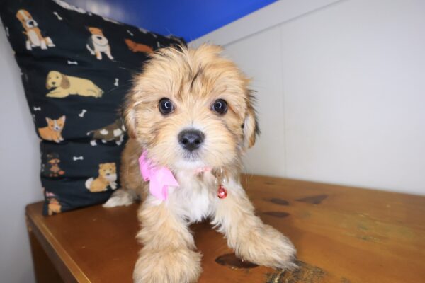 Eliza Morkie 01