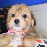 Eliza Morkie 02