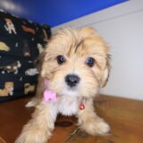 Eliza Morkie 03