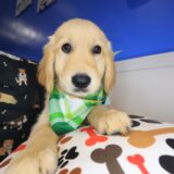 Elvis Golden Retriever 01