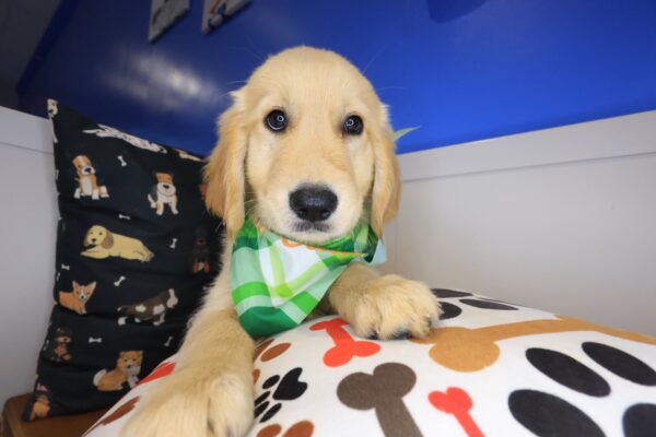 Elvis Golden Retriever 01