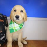 Elvis Golden Retriever 02