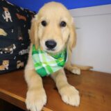 Elvis Golden Retriever 03