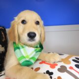 Elvis Golden Retriever 04