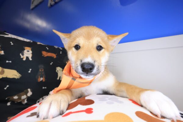 Emilio Shiba Inu 01